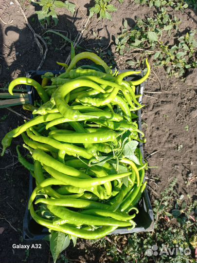 Острый перец