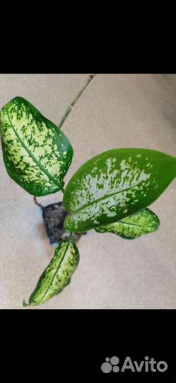 Диффенбахия