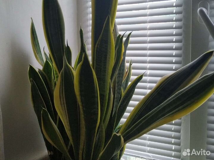 Сансевиерия и хавортия