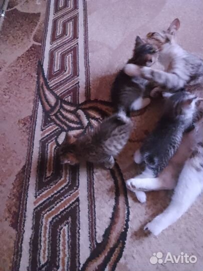 Котята курильский бобтейл