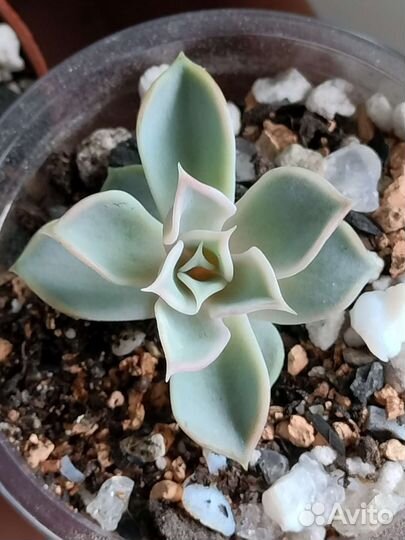 Суккуленты, эхеверии