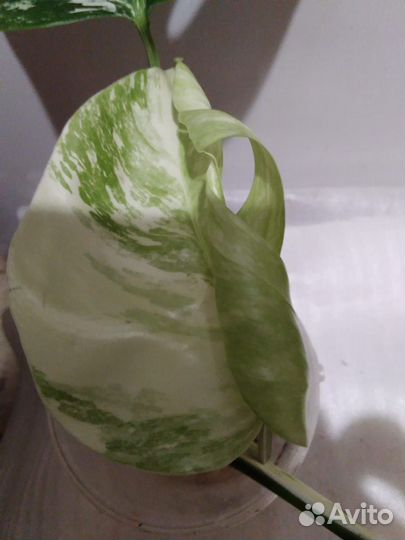 Монстера вариегатная Альба