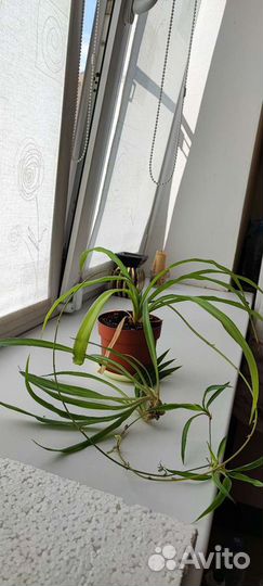 Хлорофитум