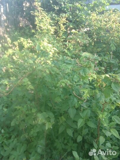 Саженцы :Малина,смородина,слива(терн), и