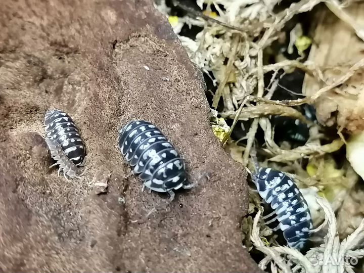 Мокрицы, Скорпионы, Аргентинский таракан, мыши