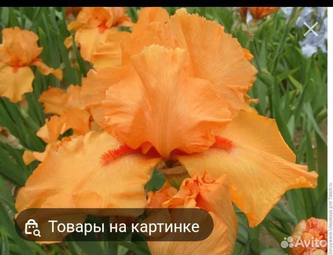 Ирисы сортовые бородатые