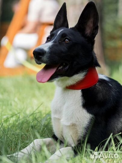 Собака в добрые руки щенок