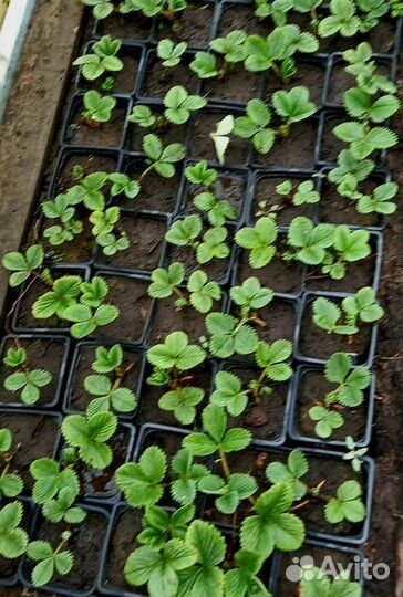 Рассада клубники Чёрный Принц