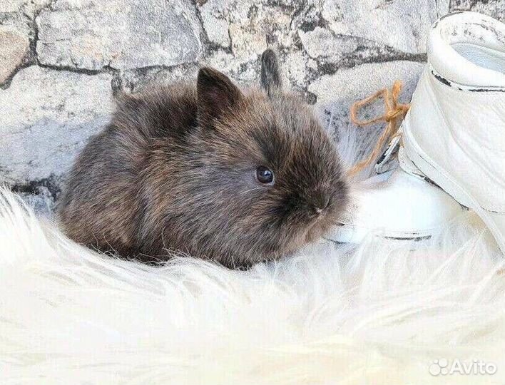 Карликовые Кролики