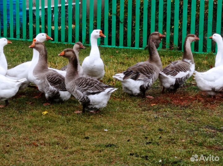 Гуси Холмогор+тулуз, линда