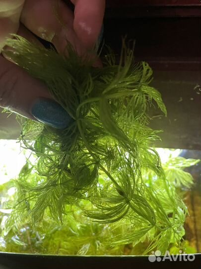 Роголистник большой пакет