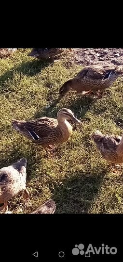 Подсадные утки для охоты 2023 года