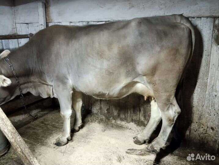 Корова глубоко стельная отел на ноябрь