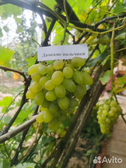 Саженцы (черенки) винограда