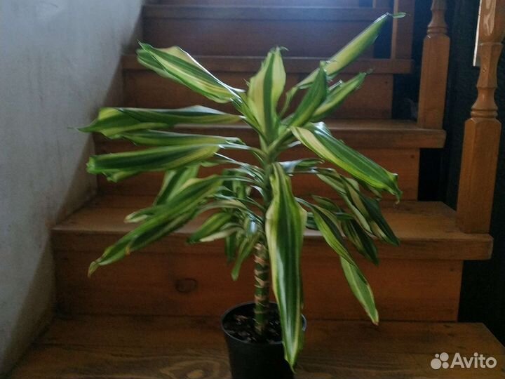 Драцена вариегатная Yellow coast