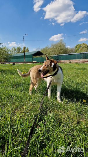 Девочка собачка