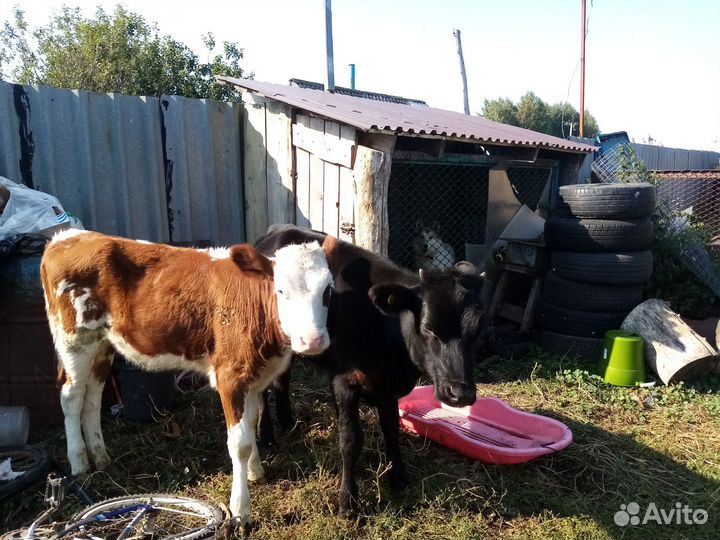 Коровы и телки