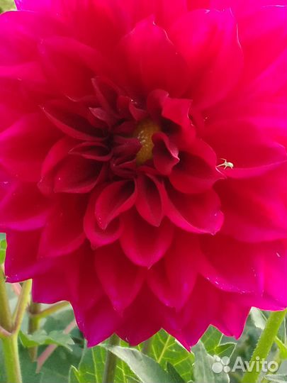 Георгины клубни