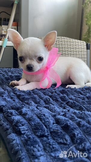 Супер мини чихуахуа