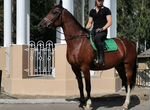 Лошади для спорта и хобби