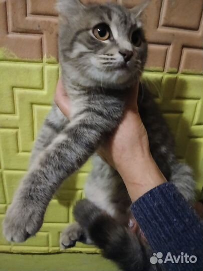 Шикарный котенок ищет семью