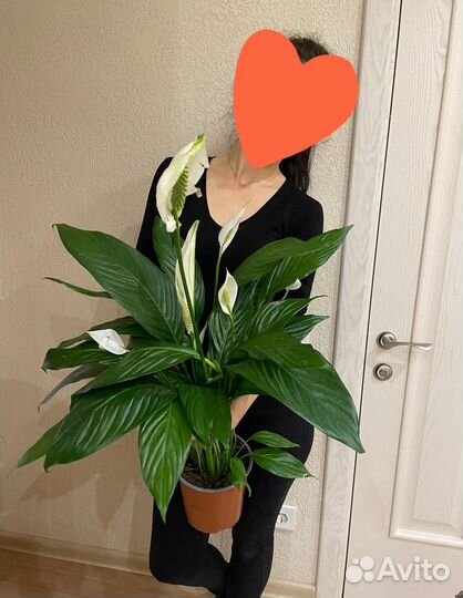 Спатифиллум свит лауретта