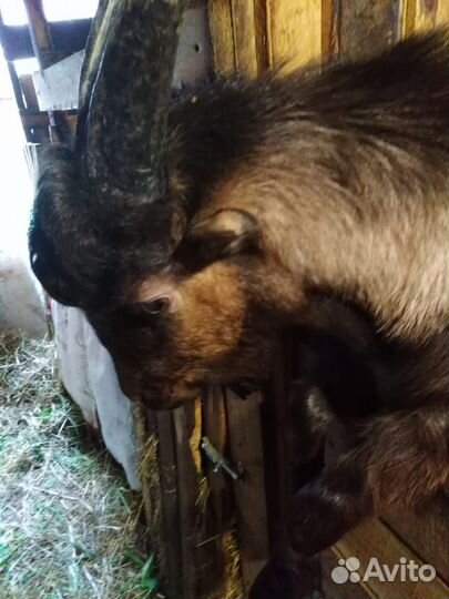 Нубийские козы