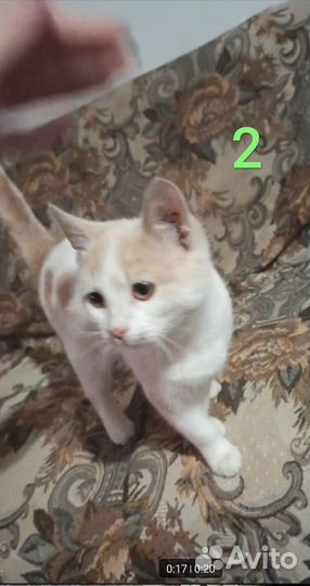 Кошки в добрые руки бесплатно