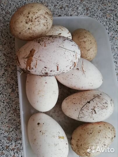 Инкубационные яйцо гусей, индоуток