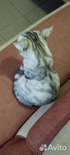 Просто котик