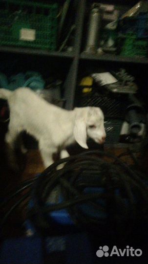 Козочка камори, козёл нубийский, козлики