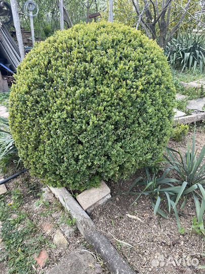 Самшиты (буксус)