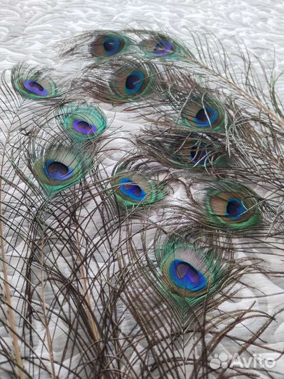 Перо Павлина