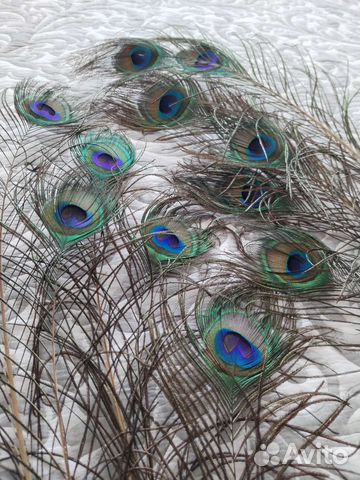 Перо Павлина