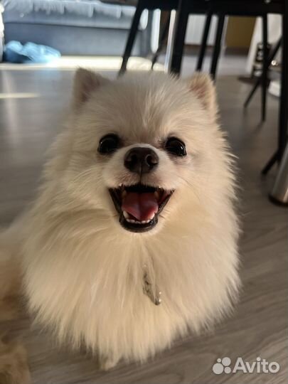 Немецкий шпиц вязка мальчик