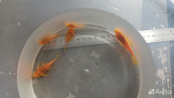 Номерные сомы