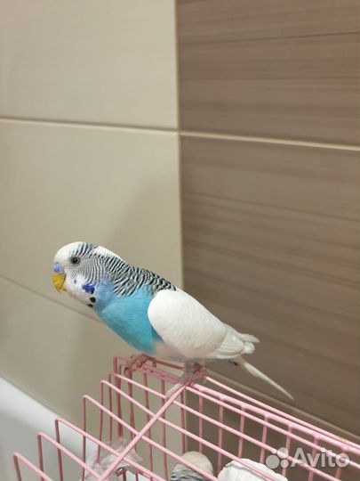 Волнистый попугай самец