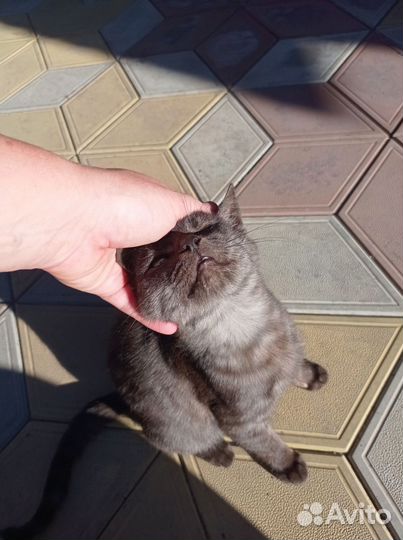 Кошка в дар