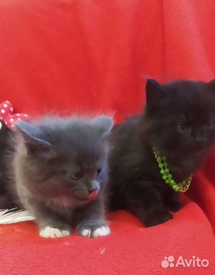 Котята маленькие пантеры