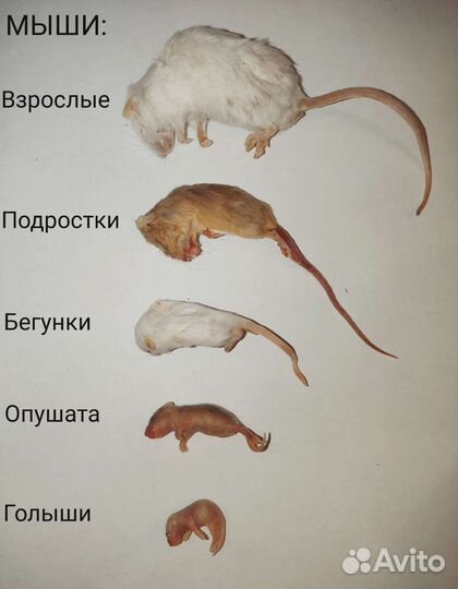 Сверчок домовой предымаго замороженный 100 гр