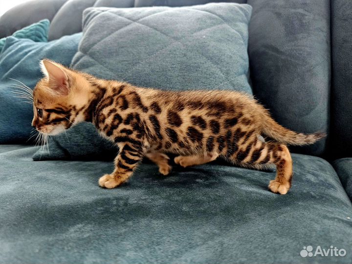 Бенгальские котята