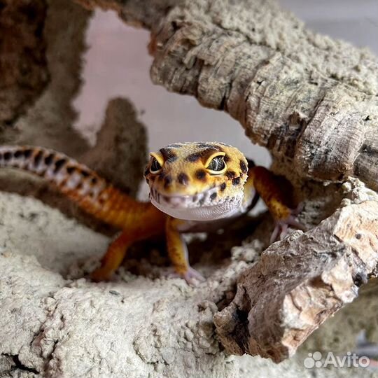 Ящерица Пятнистый леопардовый эублефар