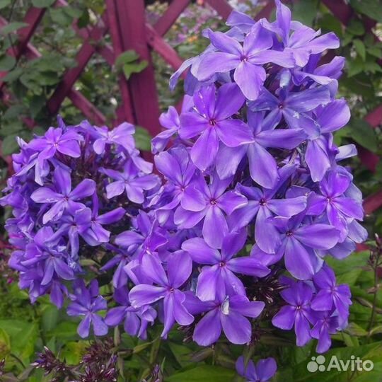 Флоксы синие