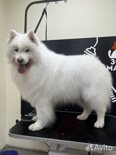 Услуги грумера Стрижка собак и кошек