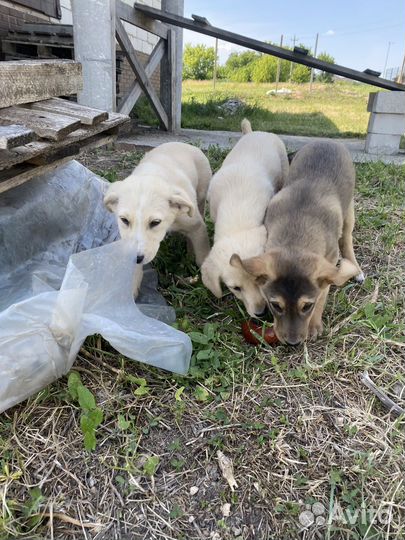 Собака в добрые руки щенок