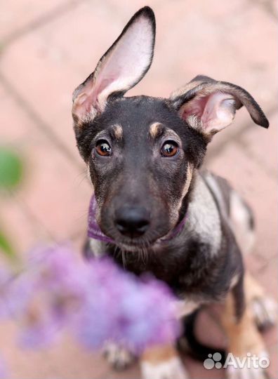 Джес в добрые руки