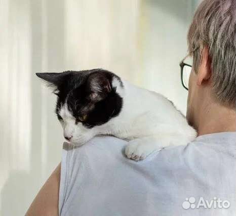 Шкода милая кошечка