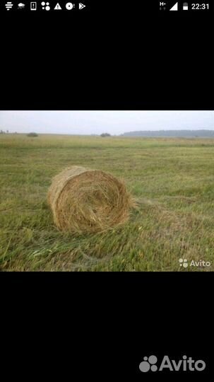 Сено в рулонах