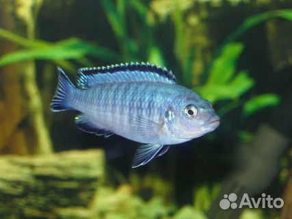 Подростк цихлиды малавийцы трех цветов
