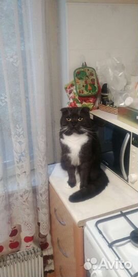 Передержка животных